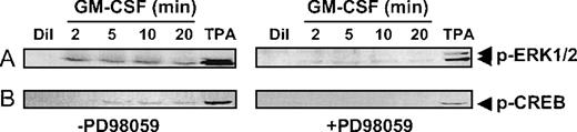 Fig. 6. ERK1/2 and CREB activation are inhibited in the presence of PD98059. / After performing SDS-PAGE with lysates from cells stimulated with GM-CSF and treated either with diluent or PD98059, blots were probed with phosphorylated ERK1/2 antibody (1:20 000) (A) and antiphosphorylated CREB (Ser133) antibody (B), as described in “Methods.”