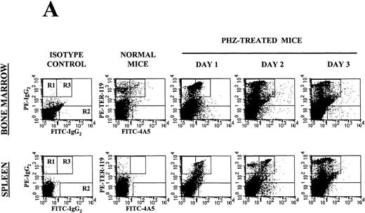Fig. 1. Expression of erythroid and megakaryocytic markers in hematopoietic tissues from normal and phenylhydrazine (PHZ)-treated mice. / (A) Flow cytometric analysis of the expression of TER-119 (Y axes) and 4A5 (X axes) by bone marrow (top panels) and spleen (bottom panels) light density cells from normal and PHZ-treated (1, 2, and 3 days after the second injection) mice. The cells were also incubated with isotype-matched irrelevant antibodies as negative controls and the results presented on the left panels. R1, R2, and R3 indicate the gates used to define cells expressing TER-119 and 4A5 alone or coexpressing the 2 antigens. (The corresponding cell frequencies as determined in multiple experiments are presented in Table 2.) Propidium iodide–positive cells were less than 1% and were excluded by appropriate gating. (B) Hystogram analysis of the staining with FITC-IgG2 (right) or with FITC-4A5 (left) of normal (black line) and PHZ-treated (day 1, gray line) light density spleen cells gated in the TER-119–positive (R1+R3 of Figure 1A) area. (C) Semiquantitative RT-PCR analysis of the expression of erythroid (β-globin and EpoR), megakaryocytic (GpIIb,AchE, and Mpl) and myeloid (Mpo) genes in spleen cells obtained from either normal or PHZ-treated (days 1 and 3) mice. Actin was amplified to control for the amount of cDNA used in each reaction. β-globin and actin were amplified for 18, 21, and 24 cycles; Mpl for 25, 30, and 35 cycles; and all the other genes for 27, 30, and 33 cycles (increasing numbers of cycles are indicated by a triangle on the top of the panels). The results are representative of those obtained in 3 separate experiments.