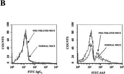 Fig. 1. Expression of erythroid and megakaryocytic markers in hematopoietic tissues from normal and phenylhydrazine (PHZ)-treated mice. / (A) Flow cytometric analysis of the expression of TER-119 (Y axes) and 4A5 (X axes) by bone marrow (top panels) and spleen (bottom panels) light density cells from normal and PHZ-treated (1, 2, and 3 days after the second injection) mice. The cells were also incubated with isotype-matched irrelevant antibodies as negative controls and the results presented on the left panels. R1, R2, and R3 indicate the gates used to define cells expressing TER-119 and 4A5 alone or coexpressing the 2 antigens. (The corresponding cell frequencies as determined in multiple experiments are presented in Table 2.) Propidium iodide–positive cells were less than 1% and were excluded by appropriate gating. (B) Hystogram analysis of the staining with FITC-IgG2 (right) or with FITC-4A5 (left) of normal (black line) and PHZ-treated (day 1, gray line) light density spleen cells gated in the TER-119–positive (R1+R3 of Figure 1A) area. (C) Semiquantitative RT-PCR analysis of the expression of erythroid (β-globin and EpoR), megakaryocytic (GpIIb,AchE, and Mpl) and myeloid (Mpo) genes in spleen cells obtained from either normal or PHZ-treated (days 1 and 3) mice. Actin was amplified to control for the amount of cDNA used in each reaction. β-globin and actin were amplified for 18, 21, and 24 cycles; Mpl for 25, 30, and 35 cycles; and all the other genes for 27, 30, and 33 cycles (increasing numbers of cycles are indicated by a triangle on the top of the panels). The results are representative of those obtained in 3 separate experiments.