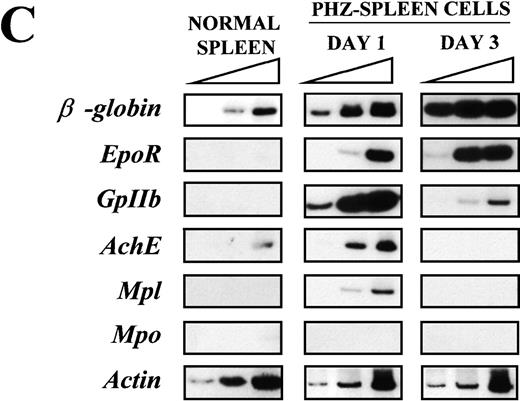 Fig. 1. Expression of erythroid and megakaryocytic markers in hematopoietic tissues from normal and phenylhydrazine (PHZ)-treated mice. / (A) Flow cytometric analysis of the expression of TER-119 (Y axes) and 4A5 (X axes) by bone marrow (top panels) and spleen (bottom panels) light density cells from normal and PHZ-treated (1, 2, and 3 days after the second injection) mice. The cells were also incubated with isotype-matched irrelevant antibodies as negative controls and the results presented on the left panels. R1, R2, and R3 indicate the gates used to define cells expressing TER-119 and 4A5 alone or coexpressing the 2 antigens. (The corresponding cell frequencies as determined in multiple experiments are presented in Table 2.) Propidium iodide–positive cells were less than 1% and were excluded by appropriate gating. (B) Hystogram analysis of the staining with FITC-IgG2 (right) or with FITC-4A5 (left) of normal (black line) and PHZ-treated (day 1, gray line) light density spleen cells gated in the TER-119–positive (R1+R3 of Figure 1A) area. (C) Semiquantitative RT-PCR analysis of the expression of erythroid (β-globin and EpoR), megakaryocytic (GpIIb,AchE, and Mpl) and myeloid (Mpo) genes in spleen cells obtained from either normal or PHZ-treated (days 1 and 3) mice. Actin was amplified to control for the amount of cDNA used in each reaction. β-globin and actin were amplified for 18, 21, and 24 cycles; Mpl for 25, 30, and 35 cycles; and all the other genes for 27, 30, and 33 cycles (increasing numbers of cycles are indicated by a triangle on the top of the panels). The results are representative of those obtained in 3 separate experiments.