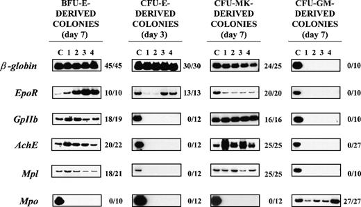 Fig. 4. RT-PCR analysis of the expression of erythroid(β-globin and EpoR), megakaryocytic (GpIIb,AchE, and Mpl), and myeloid (Mpo) genes in single colonies derived from early erythroid, megakaryocytic, and myeloid (BFU-E, CFU-Mk, and CFU-GM, respectively) or late erythroid (CFU-E) progenitor cells. / RNA was prepared from individual colonies (lanes 1-4), reverse transcribed, and PCR-amplified for either 24 (β-globin) or 35 (all the other genes) cycles. Actin-specific fragments were amplified from all the PCR reactions presented (not shown). Lane C shows the data obtained using complementary DNA (cDNA) from normal bone marrow (positive control). The results obtained with 4 representative colonies are shown in each panel. The ratio on the right of each panel specifies the actual number of single colonies that were positive for that particular gene as a function of the total number of colonies analyzed. The cloning efficiency was 32 ± 10 BFU-E–, 6 ± 2 CFU-Mk–, 10 ± 4 CFU-E–, and 55 ± 20 CFU-GM–derived colonies per 105 normal bone marrow cells, and the number of colonies analyzed corresponds to the colonies detected in 1.5, 4, 3, and 0.5 dishes, respectively. BFU-E = burst-forming unit erythroid; CFU-E = colony-forming unit–erythroid; CFU-GM = colony-forming unit–granulocyte macrophage; CFU-Mk = colony-forming unit–megakaryocyte.
