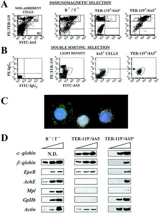 Fig. 2. Isolation of TER-119+/4A5+cells from the spleens of phenylhydrazine (PHZ)-treated animals. / (A) Immunomagnetic isolation. Flow cytometric analysis of the expression of TER-119 (Y axes) and 4A5 (X axes) in nonadherent, B- and T-depleted (B−/T−), TER-119+/4A5−, and TER-119+/4A5+ cell fractions purified from the spleens of PHZ-treated mice. The gates, which identify cells expressing TER-119 and 4A5 alone or coexpressing the 2 antigens, were set to include only propidium iodide–negative cells. Gating and negative controls (not shown) are as in Figure 1A. Similar results were obtained in 7 additional purifications. The corresponding cell frequencies are summarized in Table 3. (B) Cell sorter isolation. Flow cytometric analysis of the expression of TER-119 (Y axes) and 4A5 (X axes) in light density spleen cells, in 4A5+ cells isolated during the first sorting, and in the double TER-119+/4A5+ cells isolated with the second sorting. The gates, which identify cells expressing TER-119 and 4A5 alone or coexpressing the 2 antigens, were set to include only propidium iodide–negative cells. Gating and negative controls (not shown) are as in Figure 1A. Similar results were obtained in 3 additional purifications. The corresponding cell frequencies are summarized in Table 3. (C) Analysis of immunomagnetically purified TER119+/4A5+ cells using fluorescence microscopy and image analysis. Nuclei were counterstained (blue) with DAPI. FITC-4A5 fluorescence (green) and PE-TER-119 fluorescence (red) were individually analyzed and captured (original magnification ×100). (D) Semiquantitative RT-PCR analysis of the expression of erythroid (α- and β-globin and EpoR) and megakaryocytic (AchE, Mpl, and GpIIb) genes in B−/T− cells or in TER-119+/4A5− and TER-119+/4A5+ cells (purified by double sorting) from the spleens of PHZ-treated mice. Actincomplementary DNA (cDNA) was amplified as well as control of the total cDNA used in each reaction. α-globin, GpIIb, andactin were amplified for 20, 25, and 30 cycles, whereas all the other genes were amplified for 25, 30, and 35 cycles (increasing numbers of cycles are indicated by a triangle on top of the panels). Similar results were obtained in 3 separate experiments.