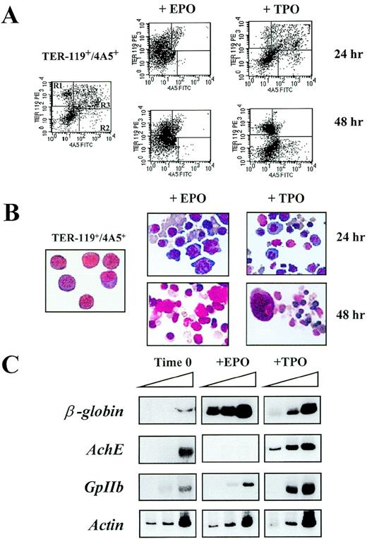 Fig. 3. Differentiation of TER-119+/4A5+ cells isolated from the spleens of phenylhydrazine (PHZ)-treated mice in serum-deprived cultures stimulated with either erythropoietin (EPO; 5 U/mL) or thrombopoietin (TPO; 100 ng/mL). / (A) Flow cytometric analysis of the expression of TER-119 and 4A5 in cells isolated by immunomagnetic selection as such (left panel) and after 24-48 hours of culture in the presence of either EPO (center panels) or TPO (right panels). Negative controls (not shown), analysis conditions, and cell gating are the same as in Figure 1A. The frequencies of the cells expressing TER-119 and/or 4A5 observed in individual experiments are shown in Table 4. (B) May-Grunwald Giemsa staining of Ter119+/4A5+ cells purified from the spleens of PHZ-treated mice as such (left panel) or cultured for 24-48 hours in the presence of either EPO (center panels) or TPO (right panels). The same cell preparations presented in Figure 2A (magnification ×400). (C) Semiquantitative RT-PCR analysis of the expression of erythroid (β-globin) and megakaryocytic (AchE and GpIIb) genes in TER-119+/4A5+ cells purified from the spleens of PHZ-treated mice at baseline (left) or cultured for 24 hours in the presence of EPO (center) or TPO (right). Actin complementary DNA (cDNA) was amplified to control for the total amount of cDNA used in each reaction. The same cell fractions are shown in the top right panels of Figure 3A. β-globin and actin were amplified for 18, 21, and 24 cycles and AchE and GpIIb for 27, 30, and 33 cycles (increasing numbers of cycles are indicated by a triangle on top of the panels). Similar results were obtained in 3 additional experiments.