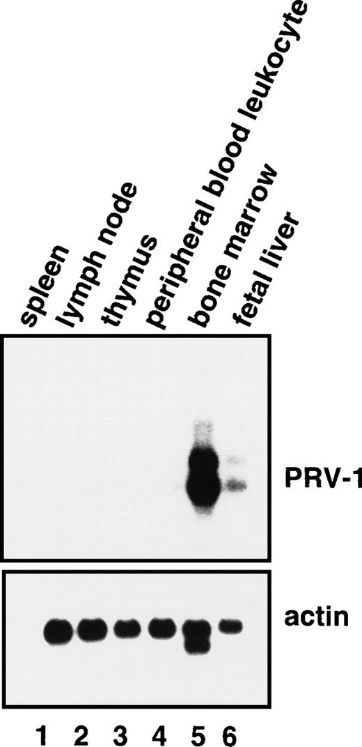 Fig. 6. Expression of PRV-1 in hematopoietic tissues. / (Top) A Northern blot containing 2 μg of polyA+RNA from the indicated tissues (Clontech) was probed with a 1.1-kb fragment of the PRV-1 cDNA. (Bottom) The membrane was stripped and reprobed with a 1.2-kb fragment of the human β-actin cDNA.