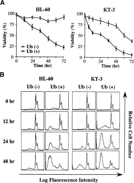 Fig. 2. Changes in cell viability during the culture with or without Ub. / (A) HL-60 and KT-3 cells were resuspended in ASF103 and ASF103 containing 1 ng/mL rhIL-6, respectively, and cultured in the presence or absence of 100 μg/mL Ub for 72 hours. Changes in cell viability were quantitated by trypan blue dye exclusion method at the times indicated. The results are shown as the mean ± SD of triplicate cultures. (B) Flow cytometric analyses of HL-60 and KT-3 cells during the culture with or without Ub. The DNA content of the cultured cells was examined by PI staining and analyzed on FACSort.