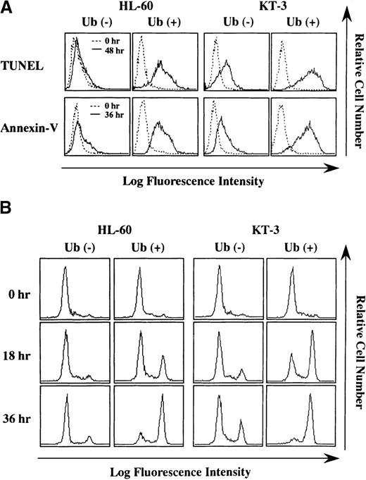 Fig. 3. Staining for TUNEL and annexin-V before and after culture with or without Ub treatment. / (A) HL-60 and KT-3 cells were cultured under the conditions described in Figure 2. The cells were subjected to staining for TUNEL and annexin-V and analyzed on FACSort. (B) Flow cytometric analyses on caspase-3 activities. Caspase-3 activities were measured by a fluorescence intensity that derives from the caspase-3–cleaved substrate by flow cytometry. A height of right fluorescent peak indicates the degree of caspase-3 activation.