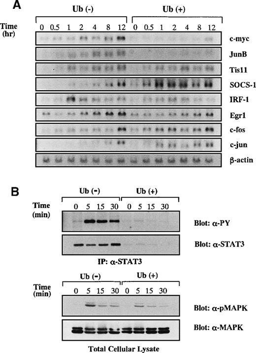 Fig. 4. Effects of Ub on induction of IL-6-responsive genes. / (A) KT-3 cells were serum- and rhIL-6–deprived for 12 hours and were cultured with 10 ng/mL rhIL-6 for the time indicated. To examine the effects of Ub, the cells were pretreated with 100 μg/mL Ub for the last 3 hours of the starvation period and cultured with Ub during the test period. Induction of IL-6–responsive genes was examined by Northern blot analysis. (B) Effects of Ub on IL-6–induced tyrosine phosphorylation of STAT3 and MAPK activation. KT-3 cells were cultured and treated with rhIL-6 as described above. To detect tyrosine phosphorylation of STAT3, STAT3 was immunoprecipitated from total cellular lysates with anti-STAT3 antibody and separated by SDS-PAGE, and the blot was probed with anti-phosphotyrosine mAb, 4G10. Then the filter was stripped and reprobed with anti-STAT3 antibody. MAPK activation was examined by Western blot analysis on total cellular lysates with anti-phospho MAPK antibody, which primarily recognizes activated MAPK. The filter was then reprobed with anti-MAPK antibody.