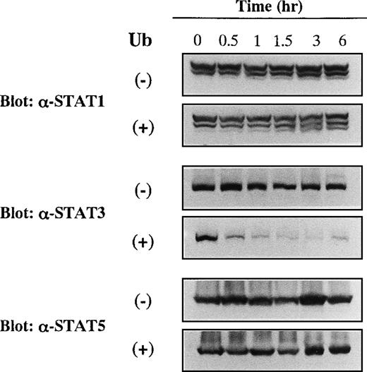 Fig. 5. Effects of Ub on expression of STAT1, STAT3, and STAT5 proteins in KT-3 cells. / KT-3 cells were cultured with or without 100 μg/mL Ub for the times indicated. Total cellular lysates were obtained at the time indicated and subjected to SDS-PAGE. The filters were probed with anti-STAT1, anti-STAT3, or anti-STAT5b antibody as indicated.
