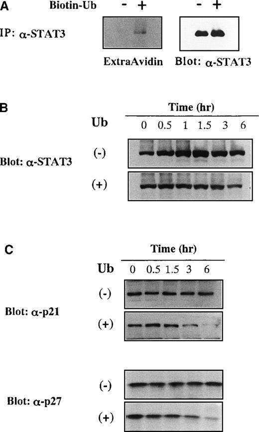Fig. 6. Degradation of STAT3, p21WAF1, and p27Kip1 by incorporated extracellular Ub. / (A) Binding of biotinylated extracellular Ub to STAT3 in KT-3 cells. KT-3 cells were incubated with or without biotinylated Ub for 1 hour in the presence of proteasome inhibitor MG132, and then STAT3 was immunoprecipitated from the total cellular lysates. Biotinylated Ub was visualized by peroxidase-conjugated avidin with ECL detection system (left panel). The filter was stripped and reprobed with anti-STAT3 antibody (right panel). (B) Effects of MG132 on Ub-induced STAT3 degradation in KT3 cells. KT-3 cells were pretreated with 10 μmol/L MG132 for 2 hours and then cultured with or without Ub in the presence of MG132. Total cellular lysates were obtained at the times indicated and subjected to SDS-PAGE. The filters were probed with anti-STAT3 antibody. (C) Effects of Ub on protein expression levels of p21WAF1 and p27Kip1 in KT-3 cells. KT-3 cells were cultured with or without 100 μg/mL Ub for the times indicated. Total cellular lysates were obtained at the times indicated and subjected to SDS-PAGE. The filters were probed with anti-p21WAF1 or anti-p27Kip1 Ab.