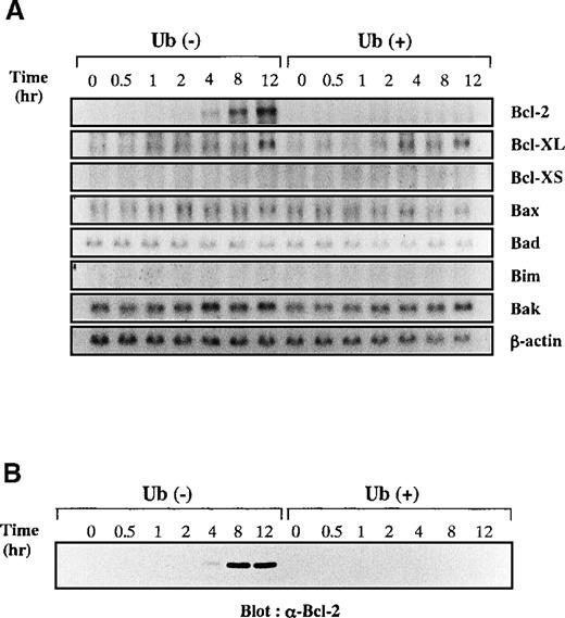 Fig. 7. Effects of Ub on IL-6–induced expression of apoptosis-regulating genes. / (A) KT-3 cells were rhIL-6–deprived for 12 hours and then cultured with 10 ng/mL rhIL-6. To examine the effects of Ub, the cells were pretreated with 100 μg/mL Ub for the last 3 hours of the starvation period and were cultured with Ub during the test period. Total cellular RNA was extracted at the times indicated and subjected to Northern blot analysis. (B) Expression of Bcl-2 protein during the culture with or without Ub treatment. Total cellular lysates were isolated from the cultured cells at the times indicated, and the expression levels of Bcl-2 proteins were examined by Western blot analysis.