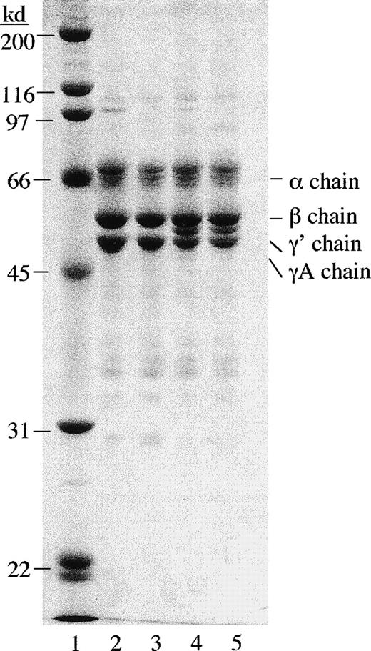 Fig. 6. SDS polyacrylamide gel electrophoresis of urea-treated and untreated γA/γA and γA/γ′ fibrinogen. / Fibrinogen samples (5 μg) were run on a 10% polyacrylamide gel under reducing conditions and stained with Coomassie brilliant blue. Lane 1, molecular weight standards; lane 2, untreated γA/γA fibrinogen; lane 3, urea-treated γA/γA fibrinogen; lane 4, untreated γA/γ′ fibrinogen; and lane 5, urea-treated γA/γ′ fibrinogen.