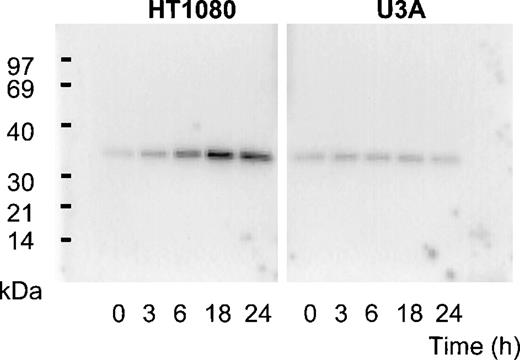 Fig. 2. Expression of PLSCR1 in HT1080 cells. / Western blotting for PLSCR1 expressed in HT1080 (left panel) and U3A (right panel) cells after treatment with 1000 IU/mL IFN-α2a under conditions of Figure 1 was performed with mab 4D2 (see “Materials and methods”). The IFN-induced increase in PLSCR1 antigen detected in HT1080 (normalized to t = 0) was 1.5-fold (t = 3 hours), 4.3-fold (t = 6 hours), 8.3-fold (t = 18 hours), and 6.8-fold (t = 24 hours). In U3A, the increase was 1.4-fold (t = 3 hours), 1.3-fold (t = 6 hours), 1.3-fold (t = 18 hours), and 1.2-fold (t = 24 hours). Data of single experiment, representative of 3 so performed.