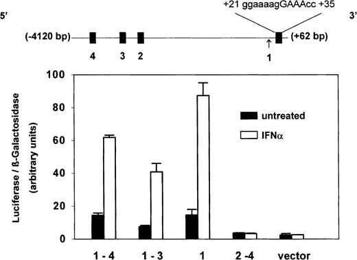 Fig. 5. Identity of ISRE in PLSCR1 genomic sequence. / Four putative ISRE-like elements (filled boxes) located between −4120 bp and +60 bp of the 5′ flanking region and first untranslated exon of PLSCR1 gene are depicted in linear map (top): #4 = (−3815)gaaaagaGAATcc(−3800); #3 = (−2733)acaaaaaGAAAgc(−2721); #2 = (−2519aaaaacaGAAAcc(−2497); #1 = (+21)gggaaaagGAAAccg(+35). Arrow denotes transcription initiation site. Sequence spanning these various putative ISRE-like elements were selectively deleted by PCR and the truncated PLSCR1 DNA cloned into pGL3-luciferase reporter vector as described in “Materials and methods.” Daudi cells were then cotransfected with β-galactosidase-pSV (as transfection efficiency control) and these PLSCR1-pGL3-luciferase plasmids containing the following insertions of PLSCR1 5′ genomic DNA: −4120 bp to +60 bp (spanning #1-4); −3307 bp to +60 bp (spanning #1-3); −2277 bp to +60 bp (spanning #1 only); −4120bp to +18 bp (spanning #2-4); and pGL3 vector without insert (vector). After 24 hours of transfection, either 0 (solid bars) or 1000 IU/mL (open bars) IFN-α2a was added to the cell cultures, and 18 hours later, the cells were harvested for measurement of luciferase and β-galactosidase activities (see “Materials and methods”). Bar graph reports ratio of luciferase/β-galactosidase activities measured at 18 hours. Error bars denote mean ± SEM (n = 3). Data of single experiment, representative of 3 experiments so performed. The average IFN-induced increase (mean ± SD) obtained for each reporter construct from the combined data of all 3 experiments was 3.9 ± 0.4 (insert spanning #1-4); 5.3 ± 1.0 (insert spanning #1-3); 5.2 ± 0.8 (insert spanning #1); 0.8 ± 0.1 (insert spanning #2-4); 0.8 ± 0.2 (vector control).
