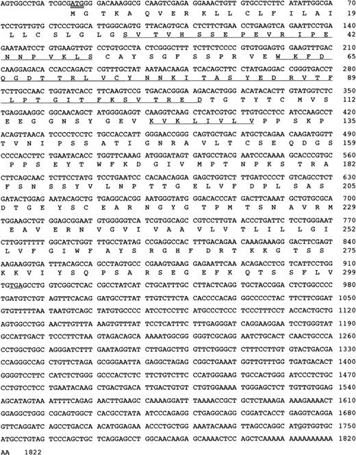 Fig. 3. Human platelet F11 receptor cDNA sequence and deduced amino acid sequence. / The N-terminal amino acid sequence of the F11R (SVT … KLS) and internal sequences of the GLμ-C(4) fragment (WKF … TRE) and the GLμ-C(2) fragment (KVK …VLV) as reported by us23 are underlined. The start codon is indicated by a double line. The GenBank accession number for the nucleotide sequence of the human platelet F11 receptor isAF207907.