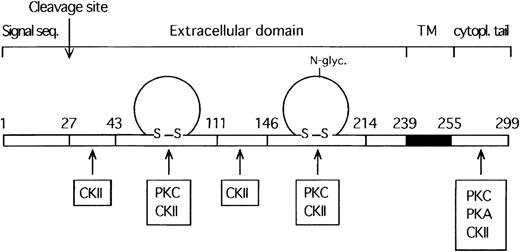 Fig. 6. Schematic model illustrating the main deduced structural features of the platelet F11 receptor. / TM indicates the transmembrane region of F11R (shaded region). Phosphorylation sites are indicated and further detailed in Table 1.