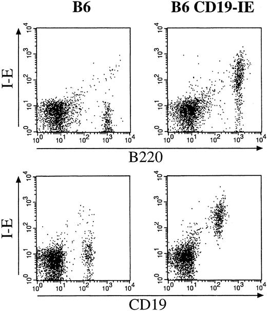 Fig. 2. Flow cytometric analysis of cell suspensions from (pooled axillary, inguinal, and brachial) lymph nodes of CD19-IE transgenic mice (B6 CD19-IE) and their nontransgenic littermates (B6). / The double stainings were performed with mAbs specific for the B-lineage markers B220 (FITC) or CD19 (FITC) and an MHC class II I-E specific mAb (PE). FITC, fluorescein isothiocyanate; PE, phycoerythrin.