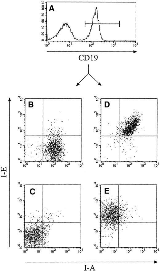 Fig. 3. Flow cytometric analysis of spleen cell suspensions. / from nontransgenic B6 animals (Figure 3B), transgenic B6 CD19-IE mice (Figure 3D), nontransgenic I-A–deficient B6/I-A−/− littermates (Figure 3C) and their transgenic B6 CD19-IE/I-A−/− counterparts (Figure 3E). Suspensions were stained with mAbs specific for CD19 (FITC), I-E (PE), and I-A–biotin plus Streptavidin APC. In all 3 color analyses, living cells were first gated according to their FSC/SSC properties and then for their expression of CD19 (Figure 3A). CD19+ cells were then further analyzed for expression of I-A and I-E (Figures 3B–E).