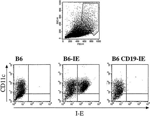 Fig. 4. Flow cytometry analysis of nonadherent cells from bone marrow GM-CSF cultures derived from either nontransgenic mice (B6) or mice expressing transgenic MHC class II I-E under the control of the MHC class II promoter (B6-IE56) or the CD19 promoter (B6 CD19-IE). / Gates were set on large cells according to FSC/SSC criteria (top panel), and cells fulfilling these criteria were further analyzed for expression of the DC marker CD11c (PE) and MHC class II I-E (FITC).