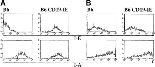 Fig. 5. Expression of the CD19-IE transgene leads to I-E expression on thymic B cells but not on thymic dendritic cells. / (A) B cells. Thymi of B6 and B6 CD19-IE mice were teased, and cell suspensions were stained with mAbs specific for the pan B-cell antigen CD19 (FITC) (data not shown) and further analyzed for expression of I-E or I-A (PE), respectively (upper panels). (B) Dendritic cells. Thymi of B6 and B6 CD19-IE mice were collagenase digested, and DC were analyzed according to their FSC/SSC criteria (data not shown). Cells were stained with mAbs specific for CD11c (FITC) (data not shown), and CD11c-positive cells were further analyzed for I-E or I-A (PE) expression (lower panels).