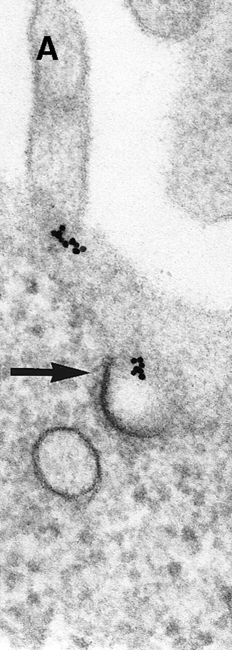Fig. 2. Binding of C3dg-gold10 to the plasma membrane and tracing to endocytic compartments of Raji cells. / (A) C3dg-gold10 in close vicinity to a coated pit marked by an arrow (incubation for 7 minutes at 37°C); scale bar, 0.1 μm. (B, C) Within peripherally located intracellular vacuoles (7 minutes at 37°C); (B) Cryofixation; scale bar, 0.15 μm. (D) Irregularly shaped multivesicular body in the cell periphery (30 minutes at 37°C); scale bar, 0.15 μm. (E) Multivesicular body in the vicinity of the nucleus (120 minutes at 37°C); scale bar, 0.15 μm. (F) Multilaminar body (120 minutes at 37°C); scale bar, 0.15 μm. (G) Multivesicular/multilaminar body harboring aggregations of gold particles indicating flocculation caused by proteolysis of gold-coupled C3dg (note that such aggregations do not stain with anti-C3d; data not shown; incubation for 120 minutes at 37°C); scale bar, 0.15 μm.