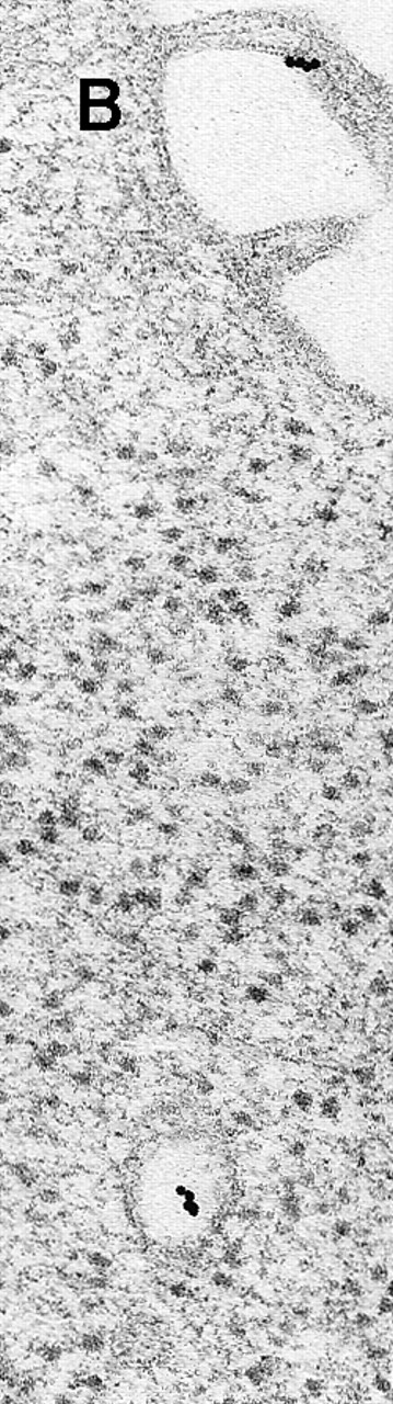 Fig. 2. Binding of C3dg-gold10 to the plasma membrane and tracing to endocytic compartments of Raji cells. / (A) C3dg-gold10 in close vicinity to a coated pit marked by an arrow (incubation for 7 minutes at 37°C); scale bar, 0.1 μm. (B, C) Within peripherally located intracellular vacuoles (7 minutes at 37°C); (B) Cryofixation; scale bar, 0.15 μm. (D) Irregularly shaped multivesicular body in the cell periphery (30 minutes at 37°C); scale bar, 0.15 μm. (E) Multivesicular body in the vicinity of the nucleus (120 minutes at 37°C); scale bar, 0.15 μm. (F) Multilaminar body (120 minutes at 37°C); scale bar, 0.15 μm. (G) Multivesicular/multilaminar body harboring aggregations of gold particles indicating flocculation caused by proteolysis of gold-coupled C3dg (note that such aggregations do not stain with anti-C3d; data not shown; incubation for 120 minutes at 37°C); scale bar, 0.15 μm.