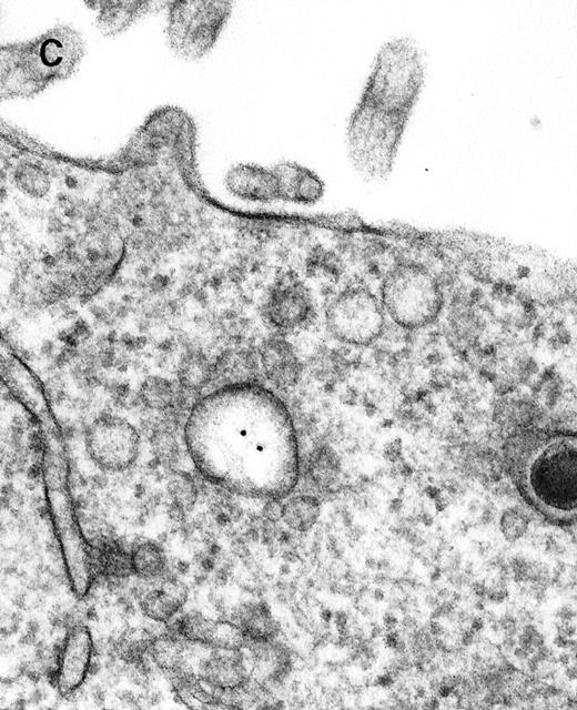 Fig. 2. Binding of C3dg-gold10 to the plasma membrane and tracing to endocytic compartments of Raji cells. / (A) C3dg-gold10 in close vicinity to a coated pit marked by an arrow (incubation for 7 minutes at 37°C); scale bar, 0.1 μm. (B, C) Within peripherally located intracellular vacuoles (7 minutes at 37°C); (B) Cryofixation; scale bar, 0.15 μm. (D) Irregularly shaped multivesicular body in the cell periphery (30 minutes at 37°C); scale bar, 0.15 μm. (E) Multivesicular body in the vicinity of the nucleus (120 minutes at 37°C); scale bar, 0.15 μm. (F) Multilaminar body (120 minutes at 37°C); scale bar, 0.15 μm. (G) Multivesicular/multilaminar body harboring aggregations of gold particles indicating flocculation caused by proteolysis of gold-coupled C3dg (note that such aggregations do not stain with anti-C3d; data not shown; incubation for 120 minutes at 37°C); scale bar, 0.15 μm.