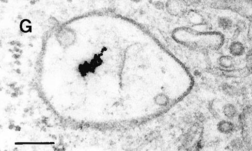 Fig. 2. Binding of C3dg-gold10 to the plasma membrane and tracing to endocytic compartments of Raji cells. / (A) C3dg-gold10 in close vicinity to a coated pit marked by an arrow (incubation for 7 minutes at 37°C); scale bar, 0.1 μm. (B, C) Within peripherally located intracellular vacuoles (7 minutes at 37°C); (B) Cryofixation; scale bar, 0.15 μm. (D) Irregularly shaped multivesicular body in the cell periphery (30 minutes at 37°C); scale bar, 0.15 μm. (E) Multivesicular body in the vicinity of the nucleus (120 minutes at 37°C); scale bar, 0.15 μm. (F) Multilaminar body (120 minutes at 37°C); scale bar, 0.15 μm. (G) Multivesicular/multilaminar body harboring aggregations of gold particles indicating flocculation caused by proteolysis of gold-coupled C3dg (note that such aggregations do not stain with anti-C3d; data not shown; incubation for 120 minutes at 37°C); scale bar, 0.15 μm.