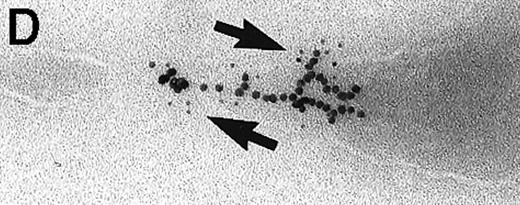 Fig. 3. Immunolabeling for MHC class II or C3d on thawed Tokuyasu cryosections from Raji cells having been exposed to C3dg-gold10 for 120 minutes at 37°C. / (A, B) Class II molecules are labeled with mAb HLA-DR/CR43 (anti–β-chain) visualized by antimouse immunoglobulin coupled to 5-nm gold particles. Colocalization with internalized C3dg-gold10 (arrows) occurs in juxtanuclear endosomes; scale bar, 0.1 μm. (C) A certain amount of endocytosed C3dg-gold10 stains with rabbit antihuman C3d (visualized by antirabbit immunoglobulin coupled to 5-nm gold particles; arrowheads); scale bar, 0.2 μm. (D) C3dg-gold10 bound to cell surface protrusions readily stains with rabbit antihuman C3d (visualized as in Figure 3C); scale bar, 0.2 μm.