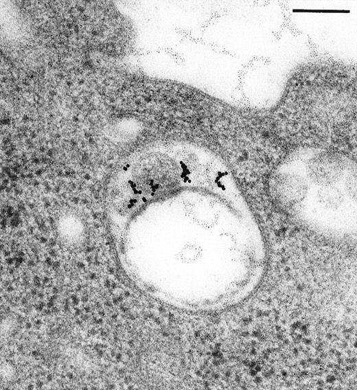 Fig. 4. Endocytosed C3dg-gold10 within complex multivesicular/multilaminar structures. / in close vicinity to the plasma membrane (60 minutes at 37°C; cryofixation); scale bar, 0.15 μm.