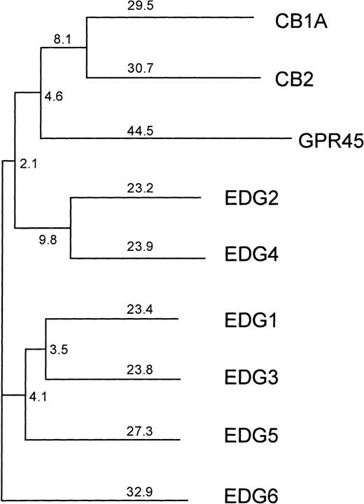 Fig. 1. Phylogenetic tree of the human lysophospholipid-binding receptors, together with the next closest group of human cannabinoid receptors. / GPR45 is the mammalian orthologue of the Xenopus laevis LPA receptor PSP24.37 The numbers indicate the percentage of divergence. EDG-6 is more closely related to the SPP-binding receptors EDG-1, EDG-3, and EDG-5 than to the LPA-binding receptors EDG-2 and EDG-4.