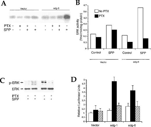 Fig. 6. Activation of Erk by binding of SPP to EDG-6. (A) CHO-K1 cells were transiently cotransfected with an HA-tagged Erk2 and EDG-6 or an empty vector. Cells were treated without or with 200 ng/mL PTX for 3 hours, then stimulated with vehicle or 100 nmol/L SPP for 5 minutes. HA-Erk2 was immunoprecipitated from whole cell lysates and assayed for kinase activity using MBP as a substrate as described in “Materials and methods.” Results are typical of 2 independent experiments. (B) 32P incorporation into MBP was determined by scintillation counting. Data are expressed as picomole per minute per milligram and are the means of 2 separate experiments. White bars indicate the absence of PTX; solid bars, the presence of PTX. (C) CHO-K1 cells stably transfected with EDG-6 were treated without or with PTX for 3 hours, then stimulated with vehicle or 100 nmol/L SPP for 5 minutes, and Erk activation was determined by Western blot analysis with phospho-specific anti-Erk antibody. Blots were then stripped and reprobed with Erk antibody to determine total Erk levels. (D) Binding of SPP to EDG-6 stimulates Elk-1. CHO-K1 cells were cotransfected with the reporter plasmid pFR-Luc and the pcDNA vector alone or with either EDG-6 or EDG-1 inserts. Cells were treated without (white bars) or with 1 μmol/L SPP (solid and hatched bars) in the absence (solid bars) or presence of PTX (hatched bars) for 5 to 6 hours, and luciferase activity was measured as described in “Materials and methods.” Data are means ± SEM.