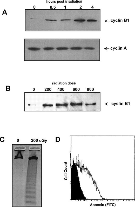 Fig. 1. Effect of γ-radiation on cyclin B1 protein levels in Ramos cells. / (A) Western blots of protein lysates (10 μg/lane) were prepared at the indicated time points following treatment with 200 cGy of γ-radiation. Blots were probed with either cyclin A or cyclin B1 antibodies. (B) Western blot of protein lysates was prepared 4 hours following treatment with indicated doses of γ-radiation. Blots were probed with cyclin B antibodies. (C) DNA fragmentation was measured 24 hours following treatment with 200 cGy of γ-irradiation. Control cells were not irradiated but maintained under identical conditions. (D) Annexin V staining of cells 24 hours following treatment with 200 cGy of γ-radiation (white profile) relative to mock irradiated cells (black profile).