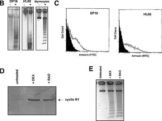 Fig. 3. Effect of γ-irradiation on cyclin B1 accumulation in hematopoietic cell lines. / (A) Protein lysates (10 μg/lane) of DP16, HL60, and primary mouse thymocytes were prepared at various time points following γ-irradiation, and the levels of cyclin B1 protein measured by Western blot. Cells were treated with 200 cGy of radiation. (B) DNA fragmentation 24 hours following treatment with γ-radiation (+ lanes). Control cells (- lanes) were mock irradiated and maintained under identical conditions. (C) Annexin staining of DP16 and HL60 24 hours following γ-irradiation (white profiles) relative to mock irradiated cells (black profiles). (D) Stimulation of cyclin B1 protein accumulation in primary thymocytes by both 200 rad of γ-radiation and 1 μg of dexamethasone. (E) Thymocyte DNA fragmentation stimulated by radiation and dexamethasone.