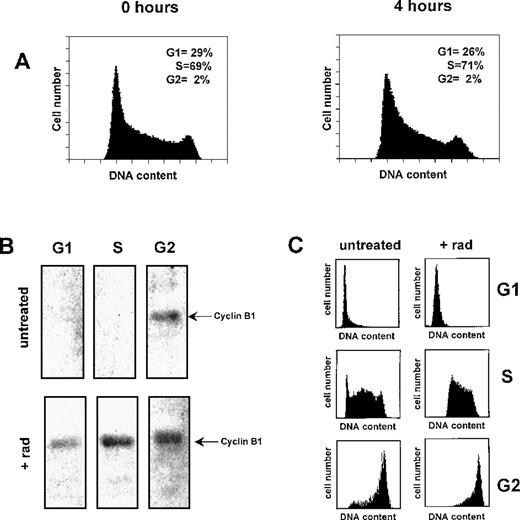 Fig. 4. Cyclin B1 accumulates in a cell-cycle independent manner following γ-irradiation. / (A) Flow cytometry histograms of human Ramos cells 4 hours following treatment with 200 cGy radiation. (B) Effect of γ-radiation on cyclin B1 protein levels at different phases of the cell cycle. Ramos cells were irradiated and 4 hours later separated into G1, S, and G2 cell-cycle fractions by centrifugal elutriation. Total protein lysates of each fraction were probed with cyclin B1 antibodies (5 μg total protein per lane). Untreated cells were mock irradiated and maintained under identical culture conditions to the irradiated Ramos cells. (C) Cell cycle histograms from control and γ-irradiated cell fractions.