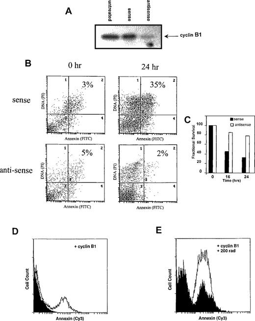 Fig. 5. Cyclin B1 is both necessary and sufficient for γ-radiation–induced apoptosis. / (A-C) Cyclin B1-antisense oligonucleotides inhibit γ-radiation–induced apoptosis. Ramos cells were treated with 5 μmol/L sense or antisense oligonucleotides and subjected to γ-irradiation 4 hours later. Four hours following γ-irradiation, (A) cyclin B1 protein levels were measured by Western blot, indicating that antisense oligonucleotides, but not the sense control, prevent cyclin B1 protein accumulation following γ-irradiation. Untreated cells were irradiated but not exposed to sense or antisense oligonucleotides. (B) Apoptosis, as measured by Annexin staining (quadrants 2 and 4), is decreased by antisense treatment relative to the sense control. Results are representative of three experiments. (D-E) Ectopic cyclin B1 expression is sufficient to induce apoptosis. Ramos cells were transfected with 5 μg of either a control pCDNA3 plasmid or cyclin B1. (D) Transfection of cyclin B1 (white profile), relative to the pCDNA3 control (black profile), resulted in an increase of apoptosis, as measured by an increase in the number of Annexin staining cells. (E) Twenty-four hours after transfection with cyclin B1 or pCDNA3, cells were exposed to 200 rad of γ-radiation. Transfection of cyclin B1 increased the number of Annexin staining cells following irradiation (white profile) relative to the control pCDNA3 transfected cells (black profile).