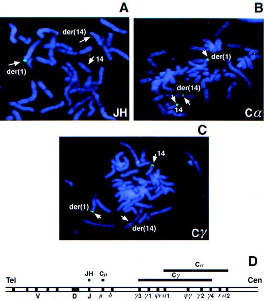 Fig. 1. FISH analysis of the t(1;14) translocation in tumor 2385. / Metaphase chromosome spreads from tumor 2385 were hybridized with theIGH gene probes JH (A), Cα (B), and Cγ (C). The IGHlocus map is shown (D). Lines above the map indicate the target regions for hybridization by the JH, Cμ, Cα, and Cγ probes.