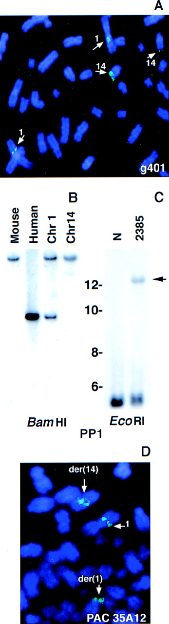 Fig. 3. Analysis of the breakpoint-containing clone g401. / Normal metaphase spreads were hybridized with the phage clone g401 (A). A repeat-free fragment derived from g401 (PP1) was hybridized to a somatic cell hybrid panel (B) and to tumor DNA (C). Arrow indicates the rearranged band in tumor DNA. Size markers are given in kbp. Tumor metaphase spreads were hybridized with a chromosome 1 PAC (PAC 35A12) that spanned the breakpoint (D).