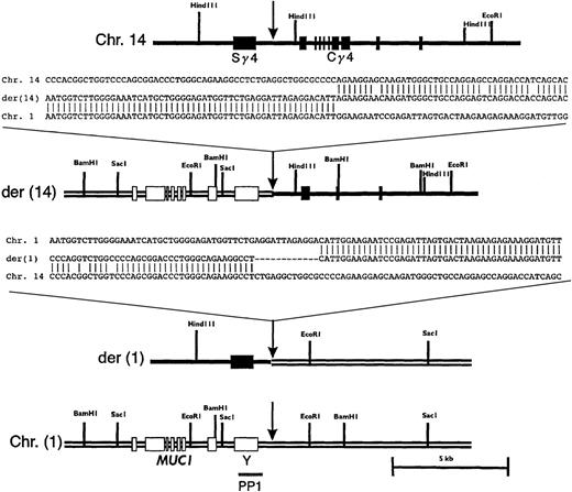 Fig. 4. Restriction maps and sequences of the breakpoint regions on normal and derivative chromosomes. / The respective regions of germline chromosomes 1 and 14 are shown, with sites of breakpoint indicated by arrows. The location of PP1 is indicated. Sequences shown are chromosome 14, a germline IGHG4heavy chain switch region (GenBank accession number 56,796); chromosome 1; PAC 35A12; der(14); phage clone g401; and der(1), a PCR product amplified as detailed in “Materials and methods.”