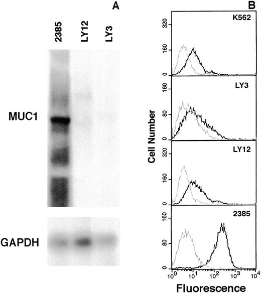 Fig. 5. Elevated expression of MUC-1 mucin in tumor 2385. / Total RNA extracted from tumor 2385 and lymphoma cell lines OCI-Ly 3 and OCI-Ly 12 were hybridized with an MUC1 tandem repeat probe and subsequently with GAPDH to control for loading (A). Expression of MUC-1 mucin in K562, OCI-Ly 3, OCI-Ly 12, and tumor 2385 cells by flow cytometric analysis (B). Live cells were incubated either with normal mouse serum (gray line) or a MUC-1 mucin antibody (HMFG-2) (black line) and quantitated by FACS analysis. MUC-1 mucin staining is plotted as a histogram.