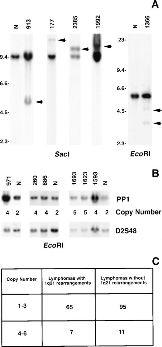 Fig. 6. Rearrangement and increased copy number of MUC1in B-cell NHL. / Tumor DNA was digested with the respective enzymes and hybridized with the PP1 probe. Rearranged bands in the tumor DNA compared to normal placenta (N) are indicated by arrows (A). Size markers are given in kbp. The calculated copy numbers of MUC1 are listed relative to normal placenta (N) using the hybridization signal from the probe D2S48 to control for loading (B).14 The numbers of tumors in each study group with 1 to 3 (normal) and 4 to 6 (increased) copy numbers ofMUC1 are shown (C).