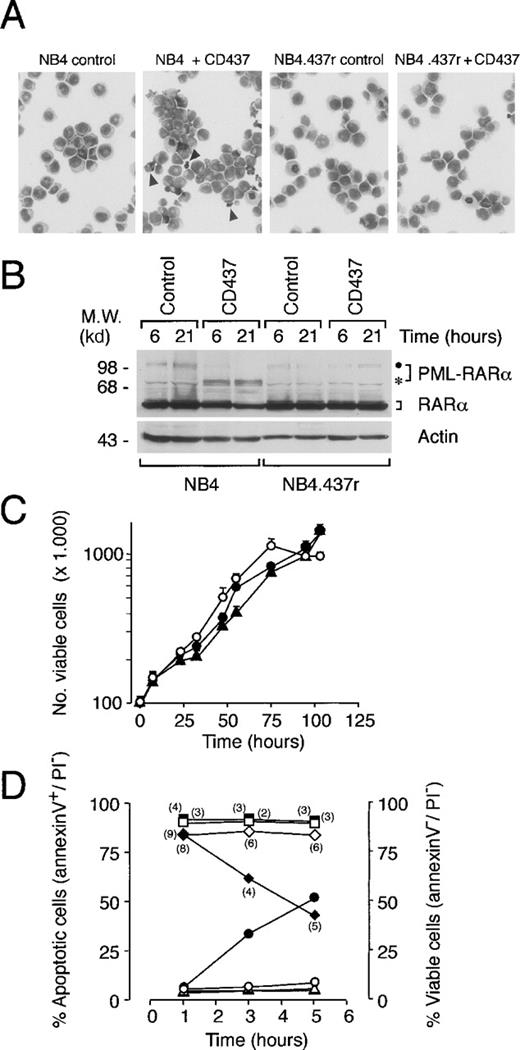 Fig. 2. Morphology, PML-RAR levels, growth curves, and apoptosis of NB4 and NB4.437r cells in the absence and presence of CD437. (A) NB4 or NB4.437r cells (1 × 105/mL) were treated for 6 hours with vehicle or with CD437 (10−6 mol/L) as indicated. Cells were stained with May–Grunwald–Giemsa and photographed (magnification, ×400). Arrowheads in microscopic fields corresponding to CD437-treated NB4 cultures indicate apoptotic cells or apoptotic bodies. (B) NB4 or NB4.437r cells were treated with CD437 (10−6 mol/L) for the indicated amounts of time. Cell extracts were subjected to Western blot analysis. The filter was sequentially challenged with an anti-RARα and an anti-actin antibody. The position of the intact PML-RARα protein and a specific degradation product are indicated with a dot and an asterisk, respectively, on the right. The positions of appropriate molecular weight markers are indicated on the left. (C) Growth curves of NB4 in control conditions (open circles) and NB4.437r cells in the absence (solid circles) or presence (solid triangles) of CD437 (10−6 mol/L). The results are the mean ± SD of 3 separate culture dishes. (D) Surface expression of phosphatidylserine in NB4 and NB4.437r cells after treatment with CD437. NB4 (circles and diamonds) or NB4.437r (triangles and squares) cells (5 × 105/mL) were treated for the indicated amounts of time with dimethyl sulfoxide as vehicle (open symbols) or CD437 (10−6 mol/L) (solid symbols). The number of viable (diamonds and squares), apoptotic (triangles and circles), and necrotic cells (numbers in parentheses) was determined by flow cytometry after staining with fluoresceinated annexin-V and PI. Viable cells are PI− and annexin-V−; apoptotic cells are PI− and annexin-V+(PI−/annexin-V+); the necrotic cells are PI+ and annexin-V+. Flow cytometric analysis was performed as in the inset of Figure 1. Data are representative of at least 2 independent experiments with identical results.