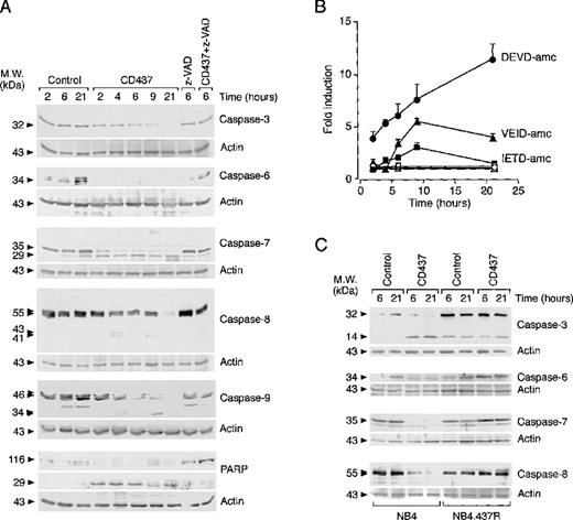 Fig. 5. Effect of CD437 on the levels and state of activation of caspase isoenzymes in NB4 and NB4.437r cells. NB4 (A) and NB4 or NB4.437r (C) cells (5 × 105/mL) were treated with vehicle (control), CD437 (10−6 mol/L), the caspase inhibitor z-VAD (100 μmol/L), or CD437 + z-VAD for the indicated amounts of time. The levels of the indicated caspase proenzymes and polyADP ribose polymerase (PARP) as well as relative degradation products were analyzed by Western blot analysis using specific polyclonal antibodies. Western blot filters were subsequently challenged with an anti-actin antibody to confirm equal protein loading in each lane of the gel. (B) The state of caspase activation was measured in NB4 cell extracts with fluorogenic peptide substrates specific for caspase-3 and caspase-7 (DEVD-amc), caspase-6 (VEID-amc), and caspase-8 (IETD-amc) after treatment with vehicle (open symbols) and CD437 (closed symbols) for the indicated amounts of time. Results are the mean ± SD of 3 separate culture dishes. Data are representative of at least 2 independent experiments with similar results.