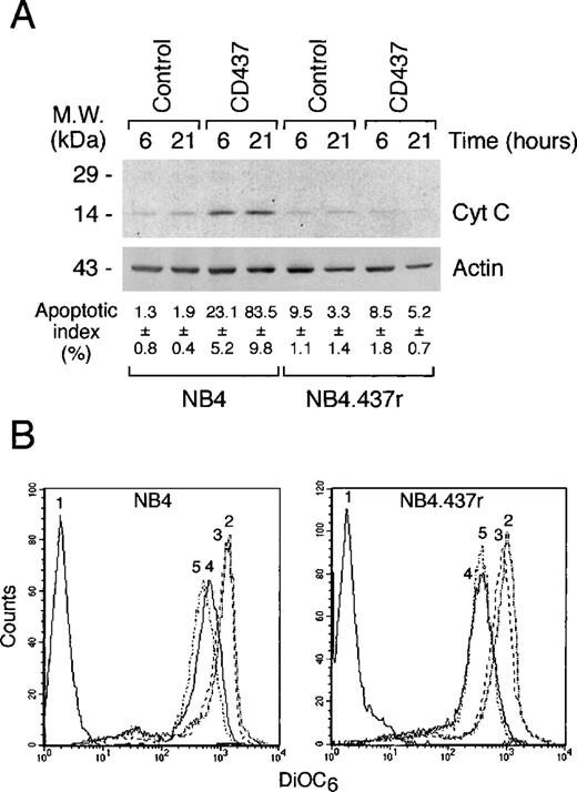 Fig. 6. Effect of CD437 on the release of cytochrome c into the cytosol and the mitochondrial transmembrane potential of NB4 and NB4.437r cells. (A) The amount of cytochrome c released in the cytosol of NB4 and NB4.437r cells (5 × 105/mL) after challenge with vehicle (control) or CD437 (10−6mol/L) for the indicated amount of time was measured by Western blot analysis using a specific polyclonal antibody. The proportion of apoptotic cells was determined by DAPI staining on an aliquot of the cells used for the cytochrome c release assay. (B) NB4 or NB4.437r cells were preloaded with the fluorescent dye 3,3′-dihexiloxadicarbocyanine iodide (DiOC6), and treated with vehicle,2 CD437 (10−6mol/L),3 the proton translocator carbonyl cyanide p-(trifluorometoxy)phenylhydrazone (250 nM) FCCP,4 or CD437 + FCCP5 for 30 minutes. The transmembrane potential was assessed by flow cytometry. The fluorescence level in the absence of DiOC6 is indicated by tracing.1 Data are representative of at least 2 independent experiments with similar results.