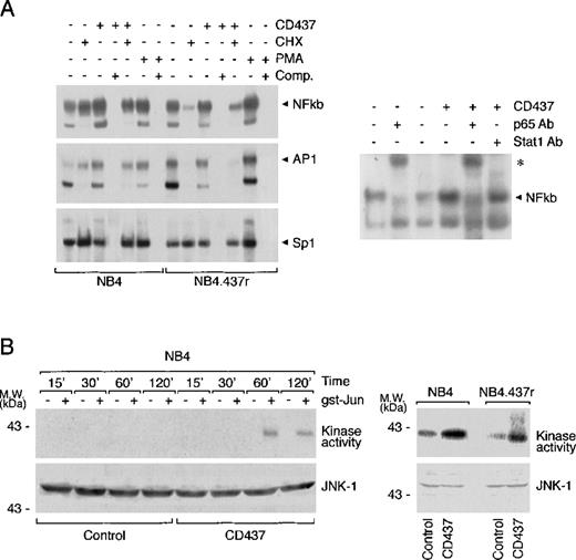 Fig. 7. Effect of CD437 on NFkb and AP1 nuclear complexes as well as JNK kinase and protein levels in NB4 and NB4.437r cells. / (A) NB4 or NB4.437r cells (5 × 105/mL) were treated with vehicle, CD437 (10−6 mol/L), cycloheximide (CHX) (50 μM), PMA (1 μg/mL), or the indicated combinations of the compounds for 1 hour. Nuclear extracts were subjected to EMSA using radiolabeled oligonucleotide probes specific for NFkb, AP1, and SP1 transcription factors. Comp., cold oligonucleotide competitor. Supershift assay (right panel): nuclear extracts from cells treated with vehicle or CD437 (10−6 mol/L) for 1 hour were incubated with antibodies to the p65 component of the NFkb complex or with an irrelevant antibody (STAT1) of the same isotype before challenge with the radiolabeled oligonucleotide and subsequent EMSA. (B) NB4 or NB4.437r cells (5 × 105/mL) were treated with vehicle or CD437 (10−6 mol/L) for the indicated amounts of time. Cell extracts were prepared and JNK was immunoprecipitated with agarose-linked antibodies specific for the protein. Immunoprecipitates were incubated with γ32P-ATP in the absence (−) or the presence (+) of the JNK substrate gst-Jun. Equivalent amounts of the reaction mixtures were subjected to PAGE under denaturing conditions and subsequent autoradiography. To ensure that the same amount of JNK was present, Western blot analysis was performed on each immunoprecipitate using a second antibody specific to JNK-1. Data are representative of at least 2 independent experiments with similar results.