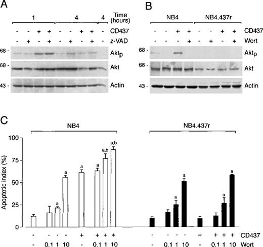 Fig. 8. Effect of CD437 on the phosphorylated form of Akt protein in NB4 and NB4.437r cells. Consequences of the inhibition of Akt phosphorylation by wortmannin on CD437-induced apoptosis. (A) NB4 cells (5 × 105/mL) were treated with vehicle, CD437 (10−6 mol/L), the caspase inhibitor z-VAD (100 μmol/L), or the indicated combinations of the compounds for 1 hour or 4 hours. (B and C) NB4 or NB4.437r cells (5 × 105/mL) were preincubated with vehicle or the PI3K inhibitor wortmannin (Wort, in B) for 1 hour. Subsequently cells were treated with vehicle, CD437 (10−6 mol/L), or the indicated combinations of the compounds for 1 hour. In A and B, the levels of the phosphorylated form of Akt (Aktp) protein or of total Akt protein were determined by Western blot analysis using aliquots of the same cellular extracts and specific antibodies. Western blot filters were subsequently challenged with an anti-actin antibody to confirm equal protein loading in each lane of the gel. In C, the proportion of apoptotic cells was determined after staining of nuclei with DAPI. Results are the mean ± SD of 3 separate culture dishes. a, significantly higher than the relative control cultures (CD437−, Wort−) according to the Student t test (P < .01); b, significantly higher than the relative CD437-treated cultures (CD437+, Wort−) according to the Student t test (P < .01). Data are representative of 2 independent experiments with similar results.