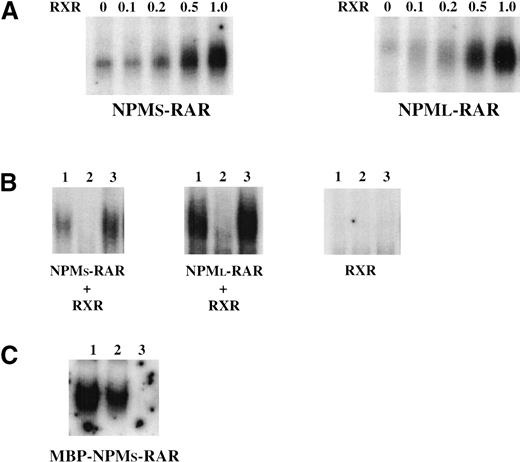 Fig. 2. Electrophoretic mobility shift assay. (A) Two μL of NPMS-RAR charged reticulocyte lysate (left panel) or 5 μL NPML-RAR reticulocyte lysate (right panel) was incubated with 0, 0.1, 0.2, 0.5, or 1.0 μl RXR reticulocyte lysate before incubation with radiolabeled RARβ oligonucleotide. (B) In vitro translated NPMS-RAR + RXR, NPML-RAR + RXR, or RXR alone were preincubated with 100-fold excess of cold control oligonucleotide (lane 1), cold RARβ oligonucleotide (lane 2), or no oligonucleotide (lane 3) before addition of the radiolabeled RARβ oligonucleotide. (C) 1 μg affinity purified MBP-NPMS-RAR was incubated with the radiolabeled RARβ oligonucleotide (lane 1) or preincubated with 100- (lane 2) or 1000-fold (lane 3) molar excess of unlabeled RARβ oligonucleotide before incubation with the labeled oligonucleotide.