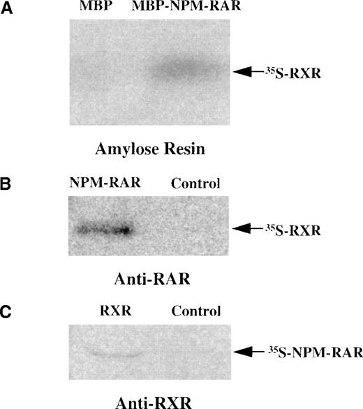 Fig. 4. NPMS-RAR forms heterodimers with RXR. (A) In vitro translated 35S-RXR was incubated with MBP or MBP-NPMS-RAR protein. Complexes were purified over amylose resin and analyzed on 8% SDS-PAGE. (B) 35S-RXR was preincubated with in vitro translated NPMS-RAR or control reticulocyte lysate before addition of anti-RAR antibody. Complexes were precipitated with Protein A-sepharose and analyzed on 8% SDS-PAGE. (C) 35S-NPMS-RAR was preincubated with in vitro translated RXR or control reticulocyte lysate before addition of anti-RXR antibody. Complexes were precipitated with Protein A-sepharose and analyzed on 8% SDS-PAGE.