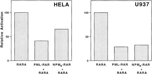 Fig. 6. NPMS-RAR inhibits transcriptional activation by RAR. HeLa or U937 cells were transfected with mRARβ2-CAT and a luciferase transfection control along with equimolar amounts of pSG5 + RARα, PML-RAR + RARα, or NPMS-RAR + RARα. Cells were incubated in 1 μM retinoic acid or ethanol vehicle for 16 hours after transfection and harvested for luciferase and CAT activity. The values indicate the ratio of the CAT activity induced with retinoic acid compared to ethanol, normalized for transfection efficiency.