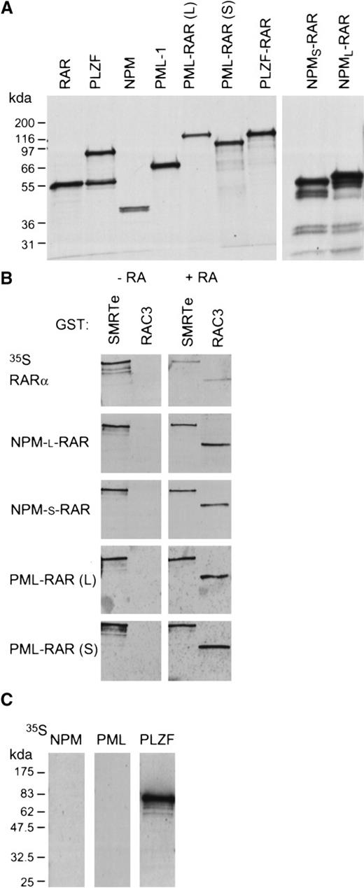 Fig. 7. NPM-RAR interacts with the co-repressor SMRTe and the co-activator RAC3. (A) Autoradiographs show the in vitro translated35S-methionine labeled proteins used in the Far-Western blots. (B) Far-Western blots show the interaction of in vitro translated RARα, NPM-RAR, and PML-RAR fusion proteins with GST-SMRTe (AA 1993-2507) and GST-RAC3 ID (AA 613-752) in the absence (−RA) or presence (+ RA) of 1 μM ATRA. The specific activity of all probes were similar and the exposure time identical in 1 film. (C) Far-Western blot analyses show the interaction of wild-type NPM, PML-1, and PLZF with GST-SMRTe (1993-2507).