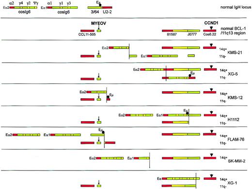 Fig. 6. Overview of the results of fiber-FISH mapping of t(11;14) breakpoints in 7 MM cell lines. / Red and green bars represent probes detected with Texas Red and FITC, respectively; yellow indicates areas of overlapping Texas Red– and FITC-stained probes. The top 2 color bar codes show the normal IgH/14q32 and BCL-1/11q13 loci. For each cell line, both 14q+ and 11q-fusion products are shown, and the myeov andcyclin D1 genes are indicated with a small arrow and a larger arrowhead, respectively. The position of the Eμ enhancer, as determined using an Eμ-specific probe in separate experiments, is indicated with a black circle. The position of the 3′ Eα enhancers was not determined by hybridization with a specific probe, but was derived from the presence of the Sα/Cα plasmid probe. Where 2 Sα/Cα probe signals are present, the enhancers associated with upstream signals and downstream signals are labeled Eα1 and Eα2, respectively.